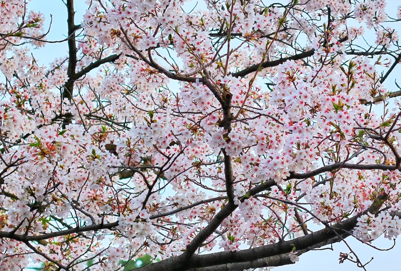 pexels-bagus-pangestu-1440476